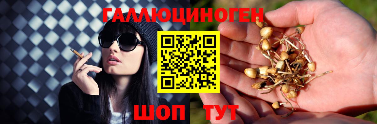 Псилоцибиновые грибы Psilocybine cubensis Кизилюрт